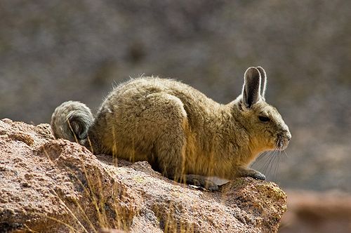 Southern viscacha